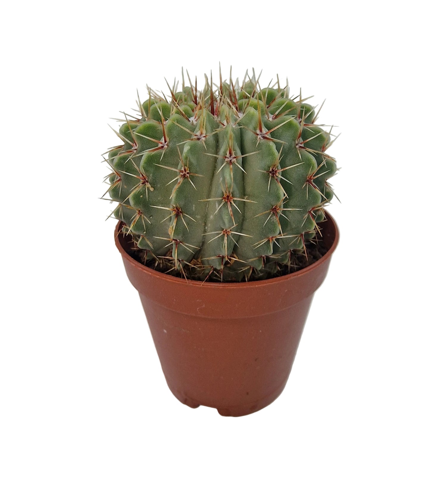 Parodia buiningii