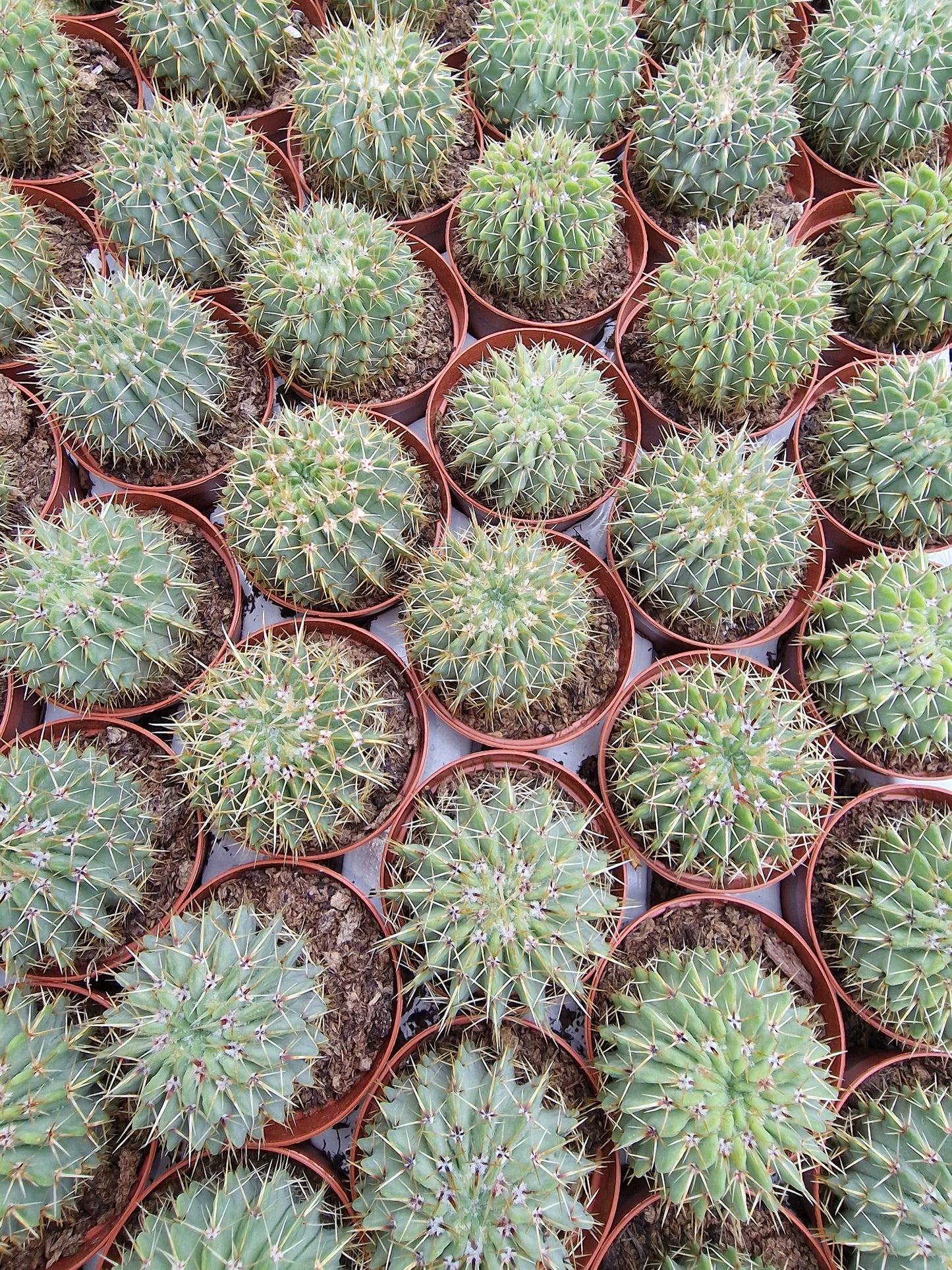 Parodia buiningii