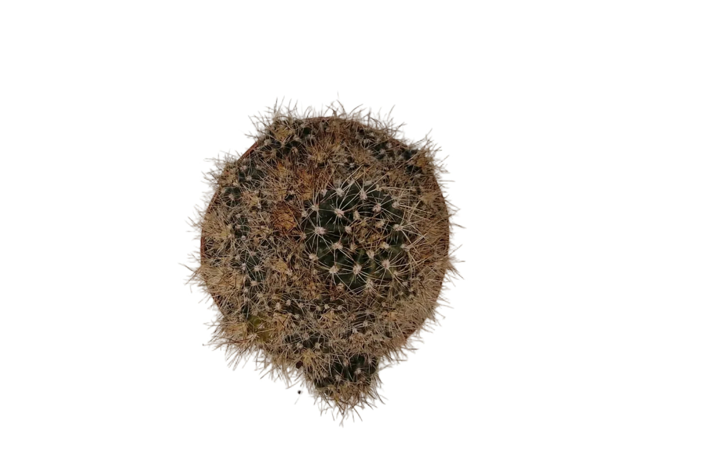 Rebutia brunnescens Hybride