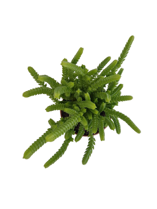 Crassula lycopodioides