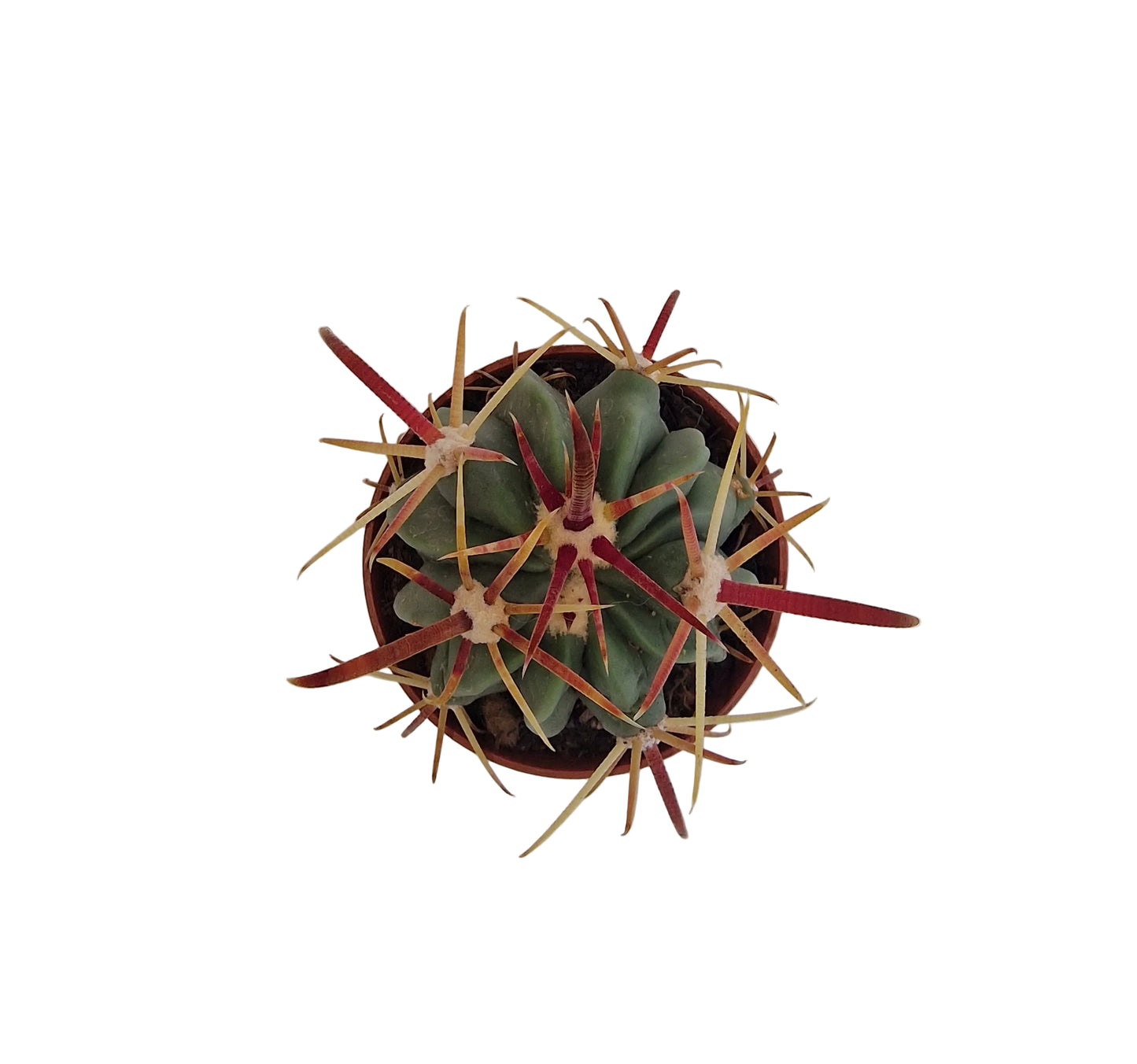 Ferocactus latispinus
