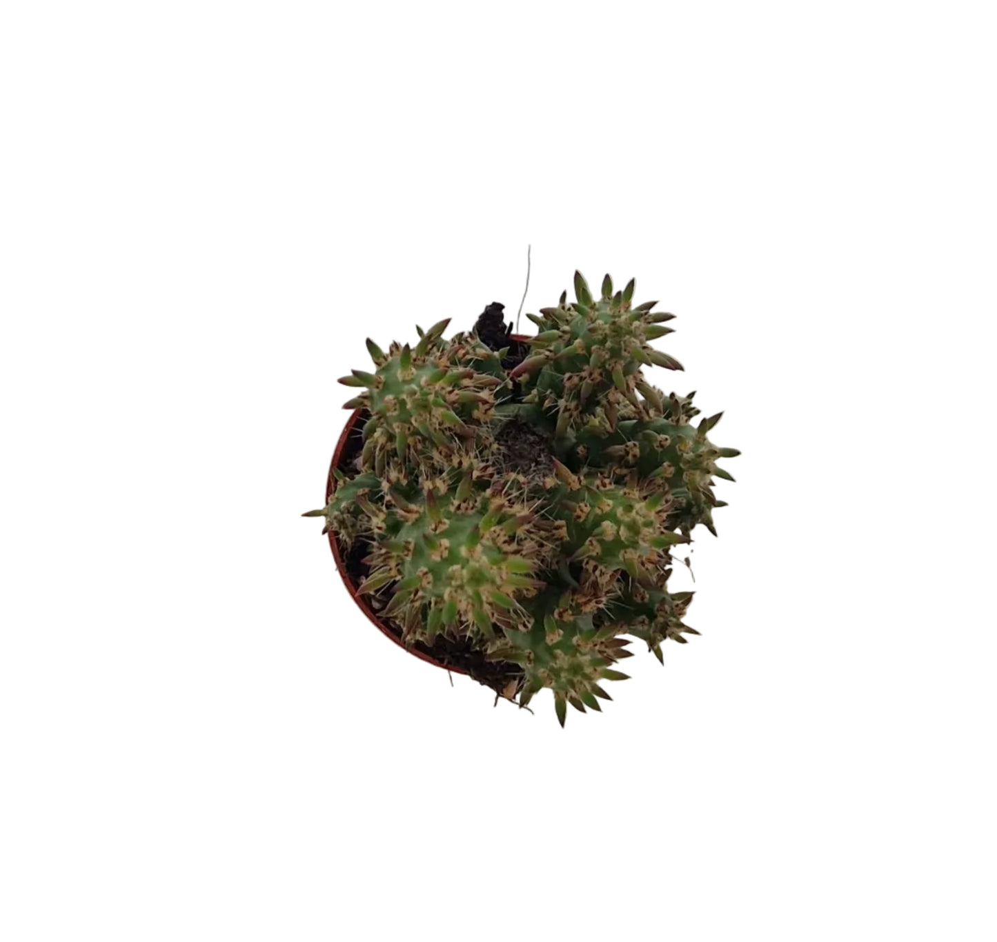 Opuntia subulata