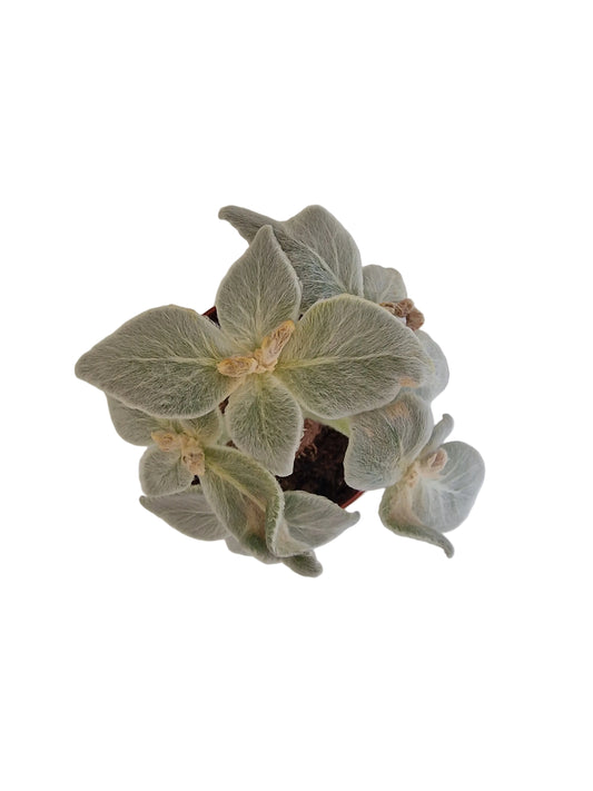 Sinningia leucotricha