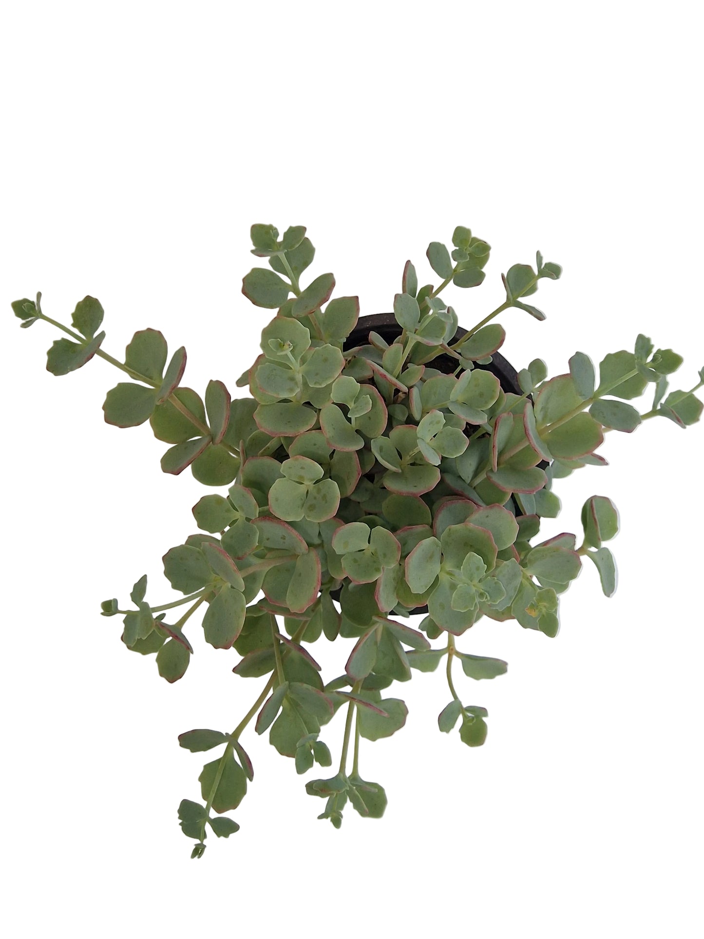 Sedum sieboldii