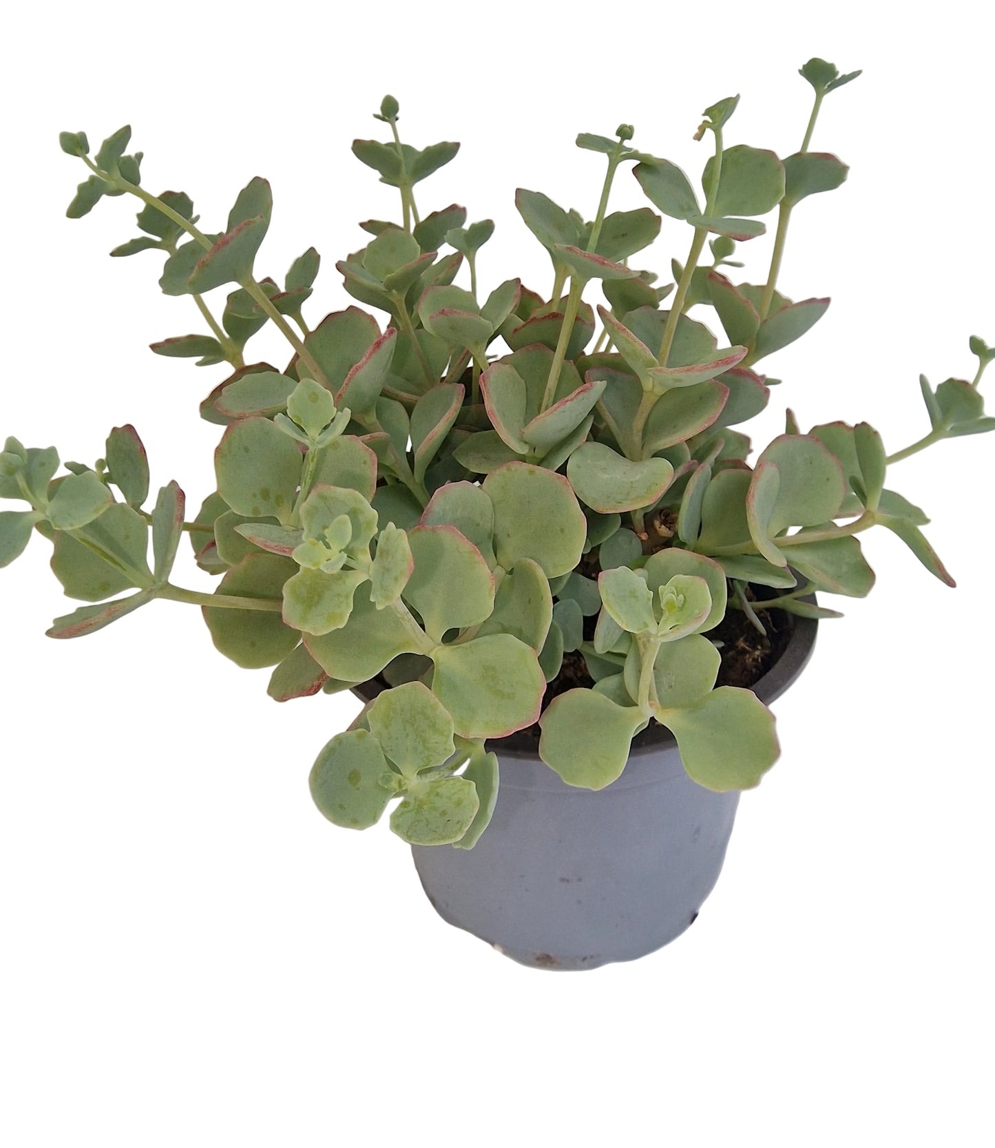Sedum sieboldii