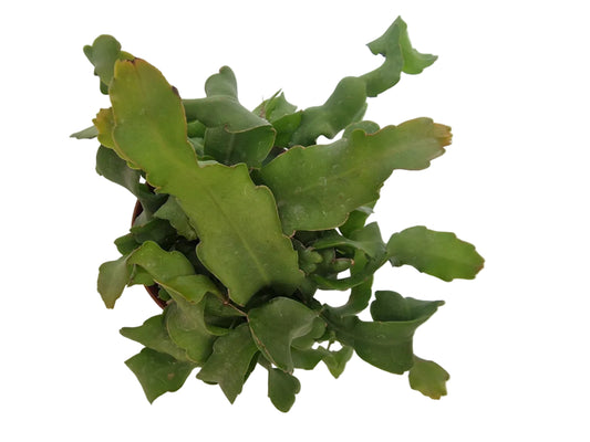 Epiphyllum guatemalense