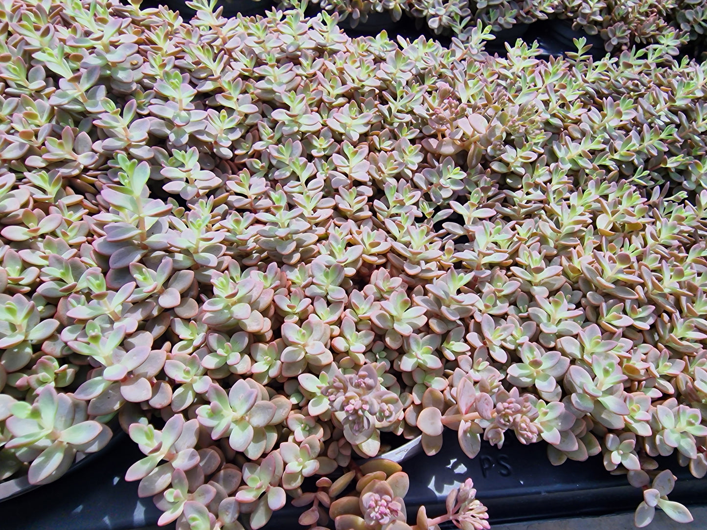 Sedum cyaneum