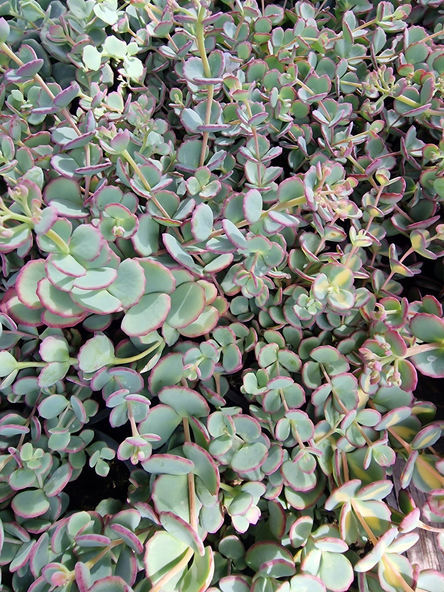 Sedum sieboldii