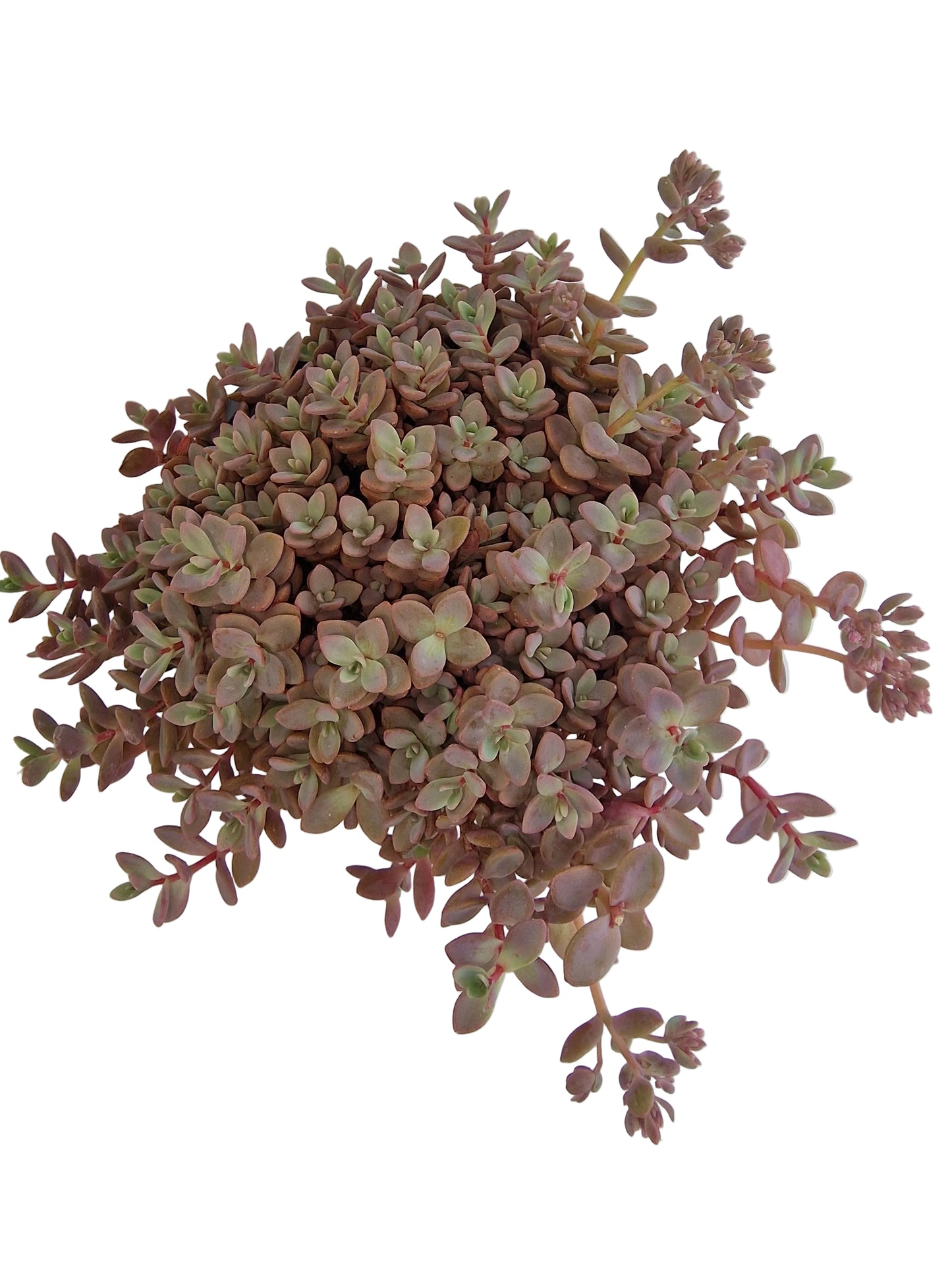 Sedum cyaneum