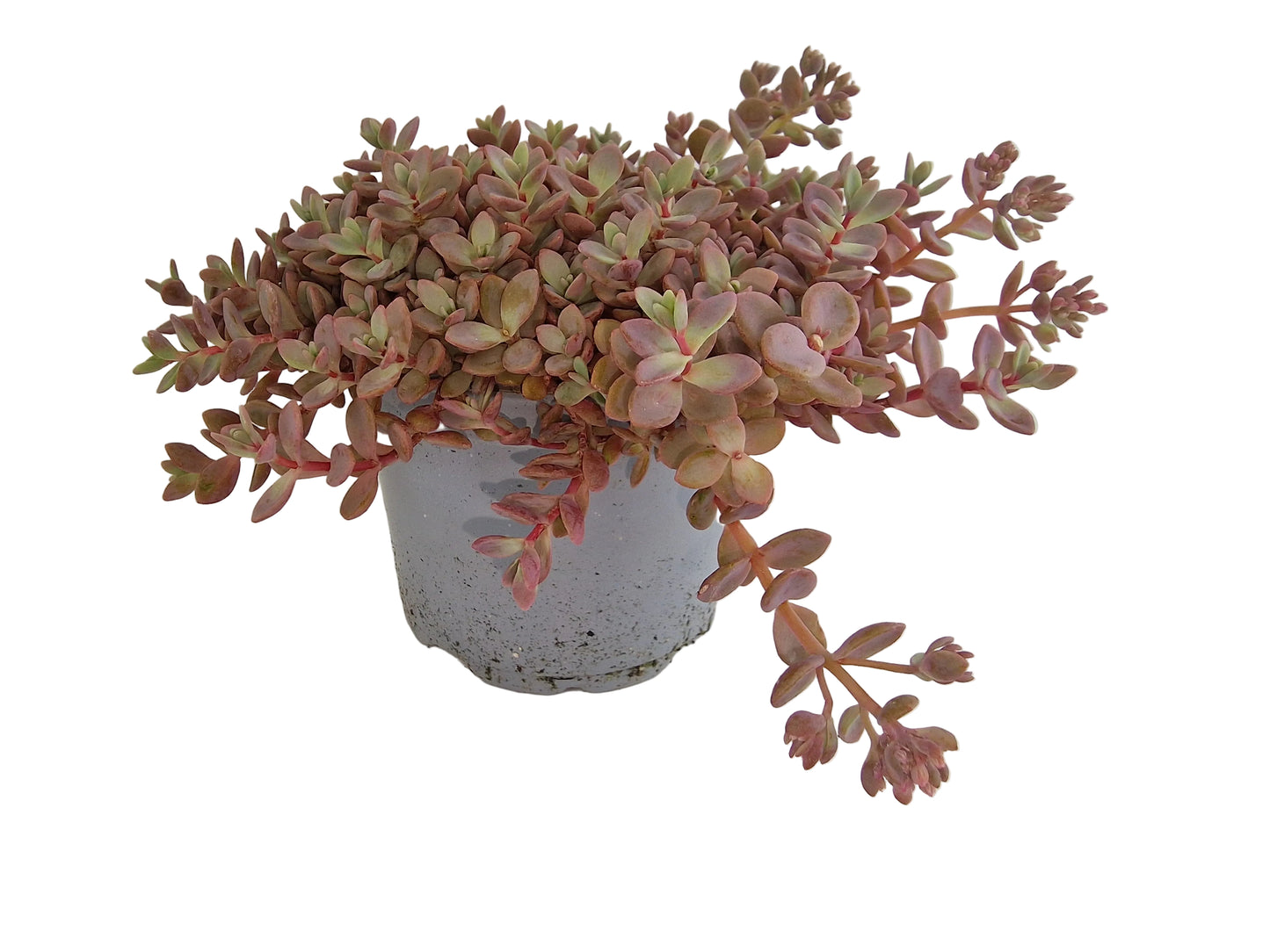 Sedum cyaneum