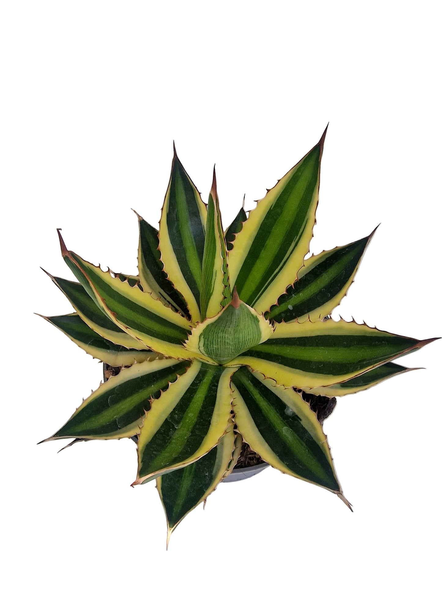 Agave lophanta Quadricolor