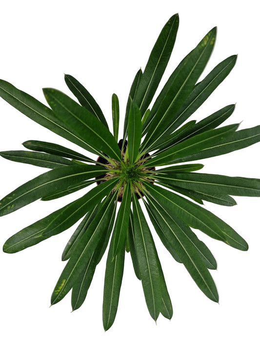Pachypodium lamerei