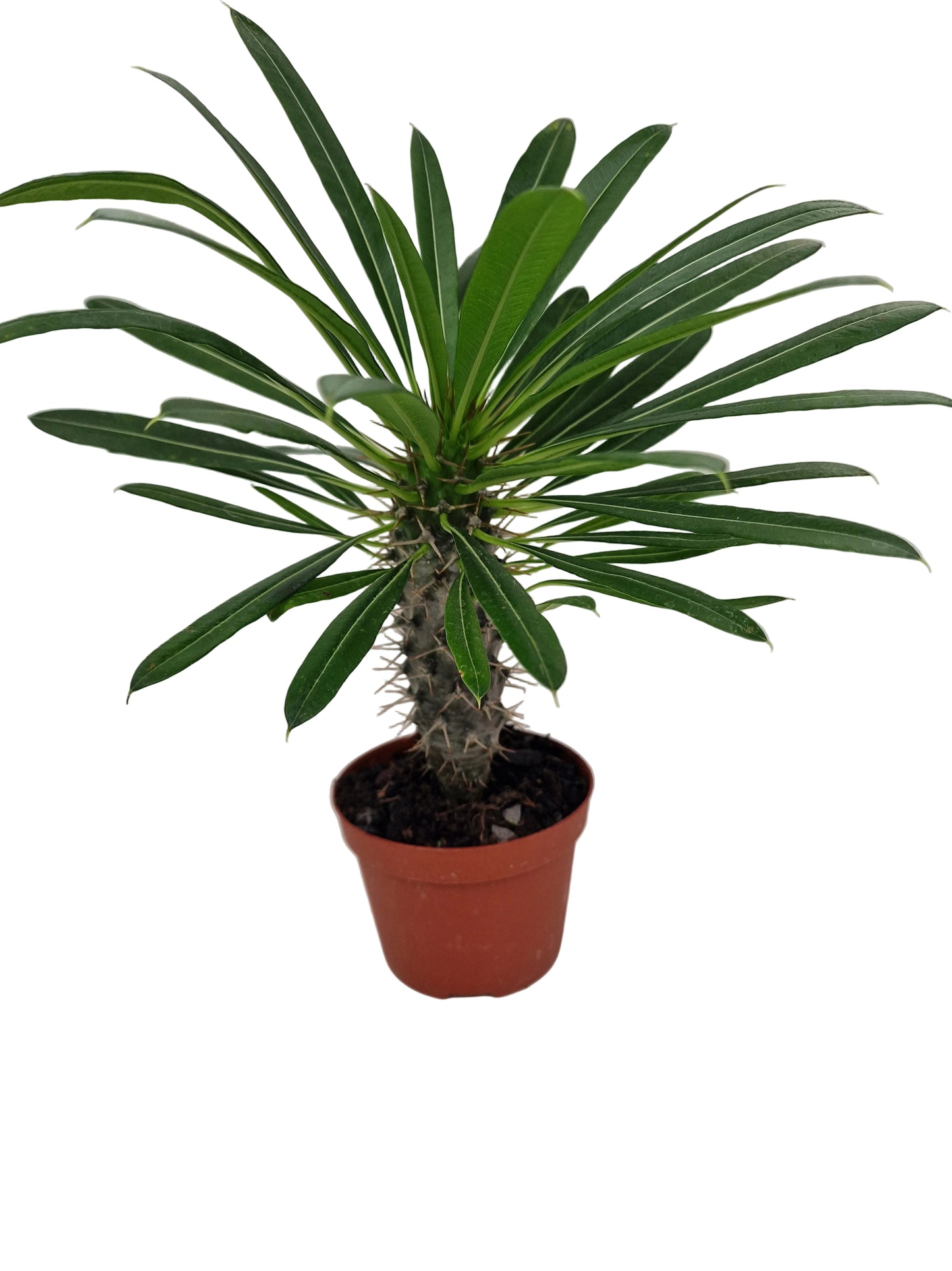Pachypodium lamerei