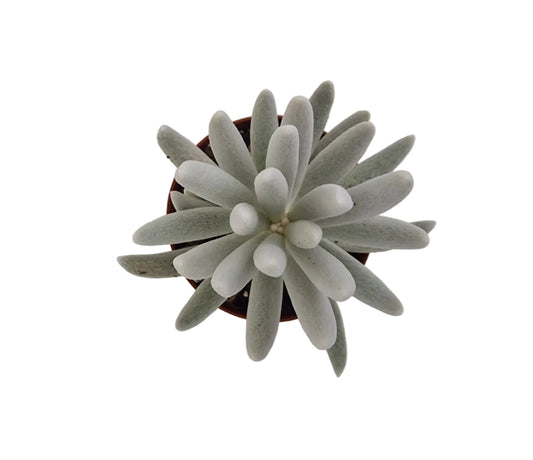 Senecio haworthii