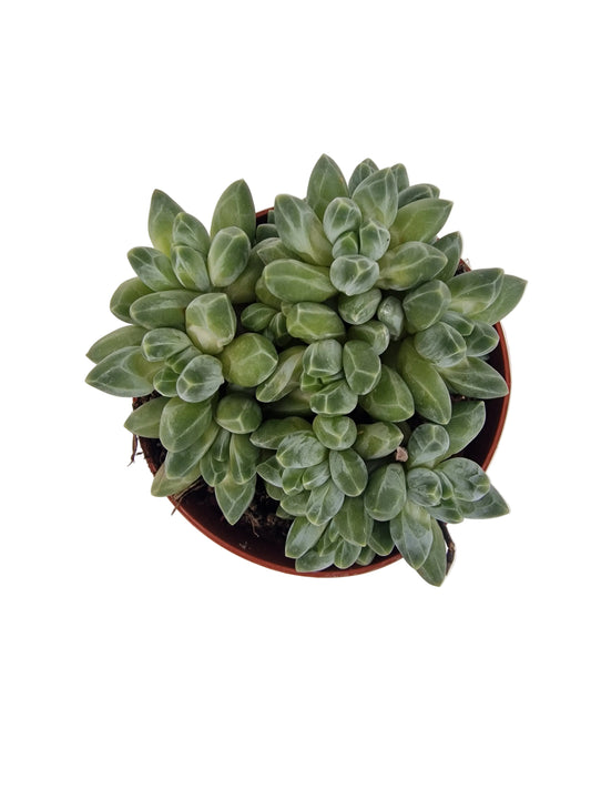 Pachyphytum compactum