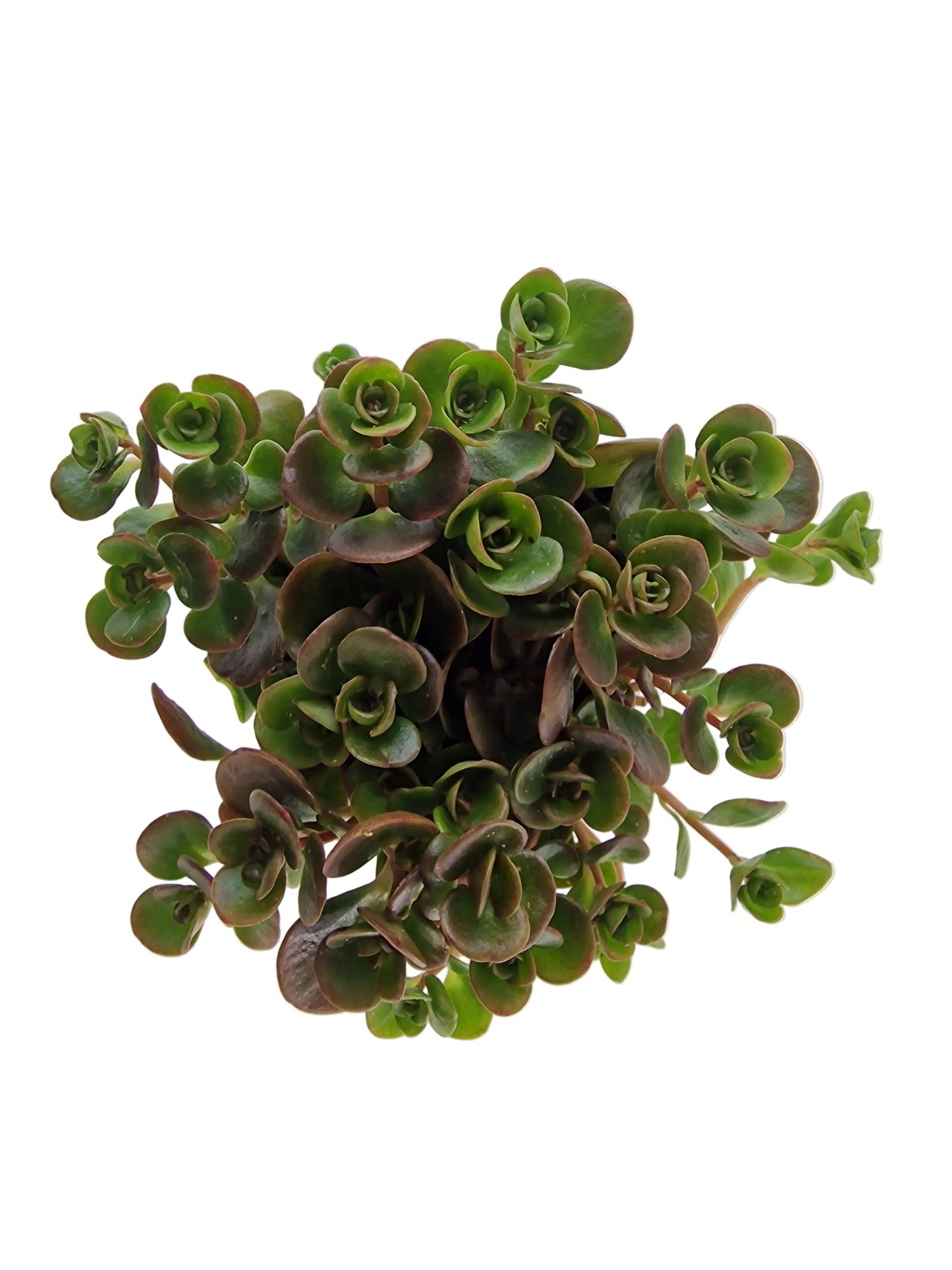 Sedum makinoi