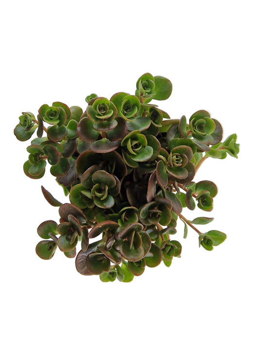 Sedum makinoi