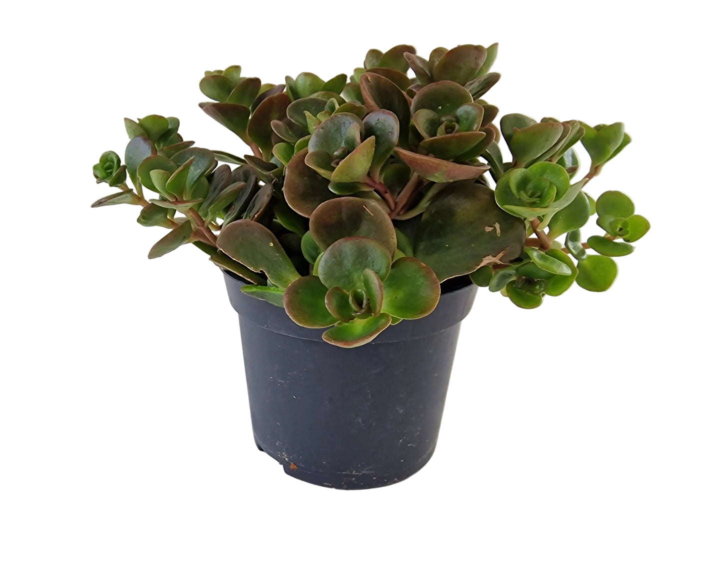 Sedum makinoi