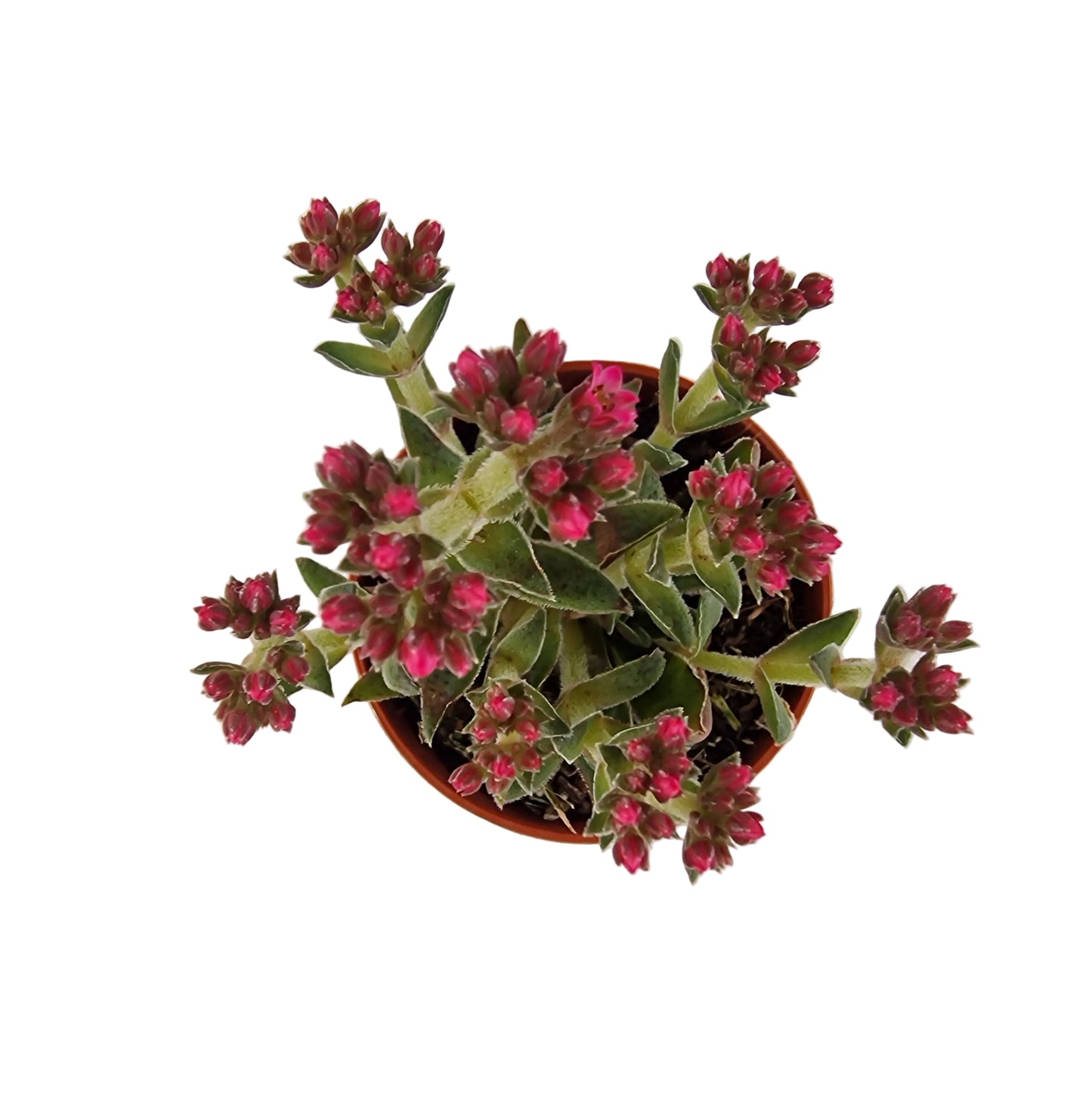 Crassula schmidtii