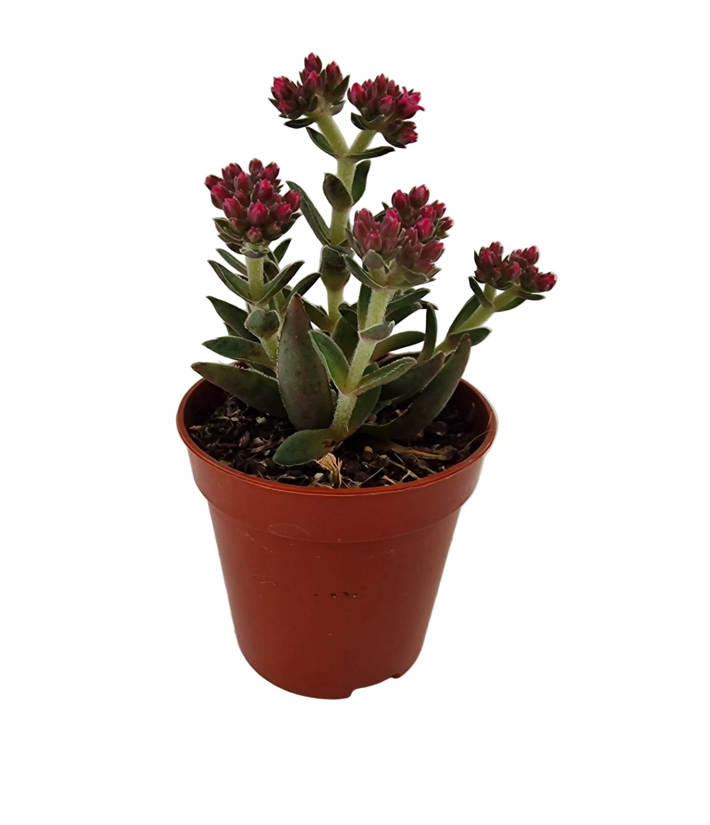 Crassula schmidtii