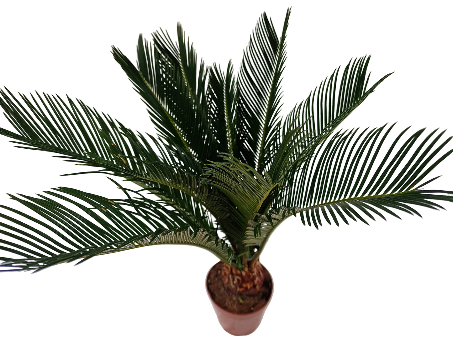 Cycas revoluta