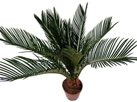 Cycas revoluta