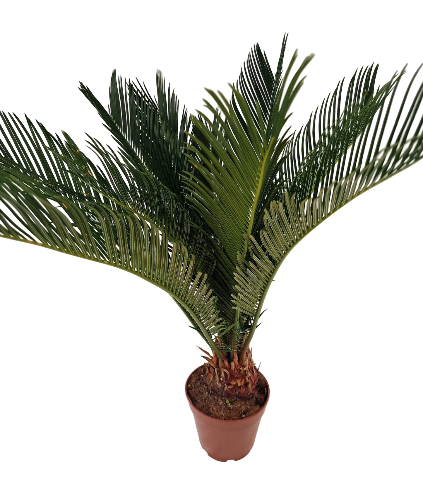Cycas revoluta