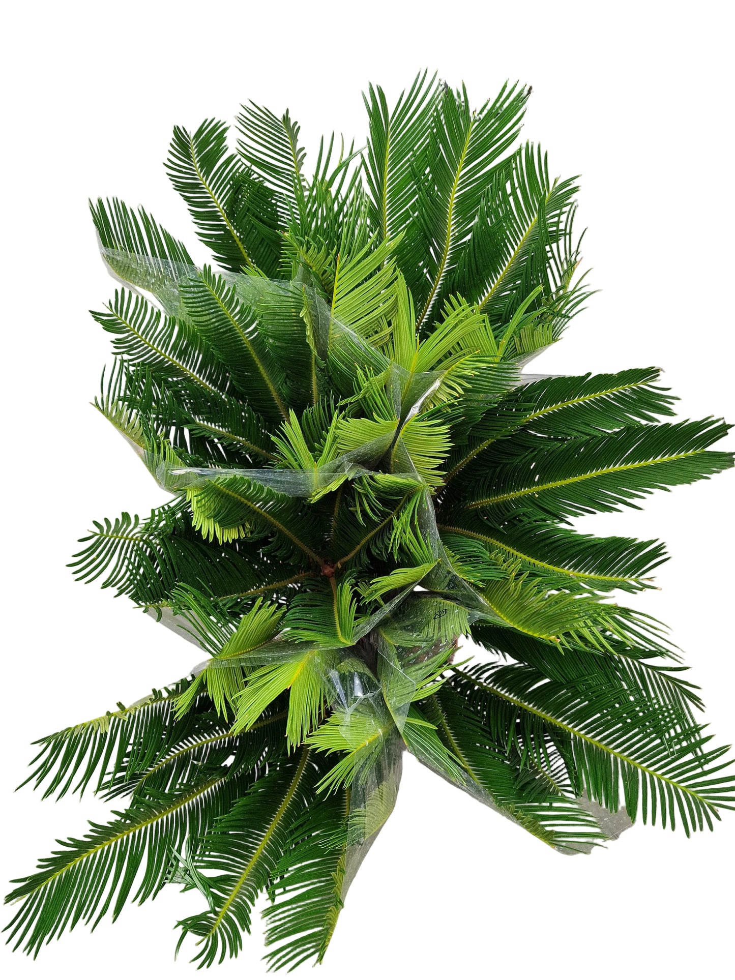 Cycas revoluta