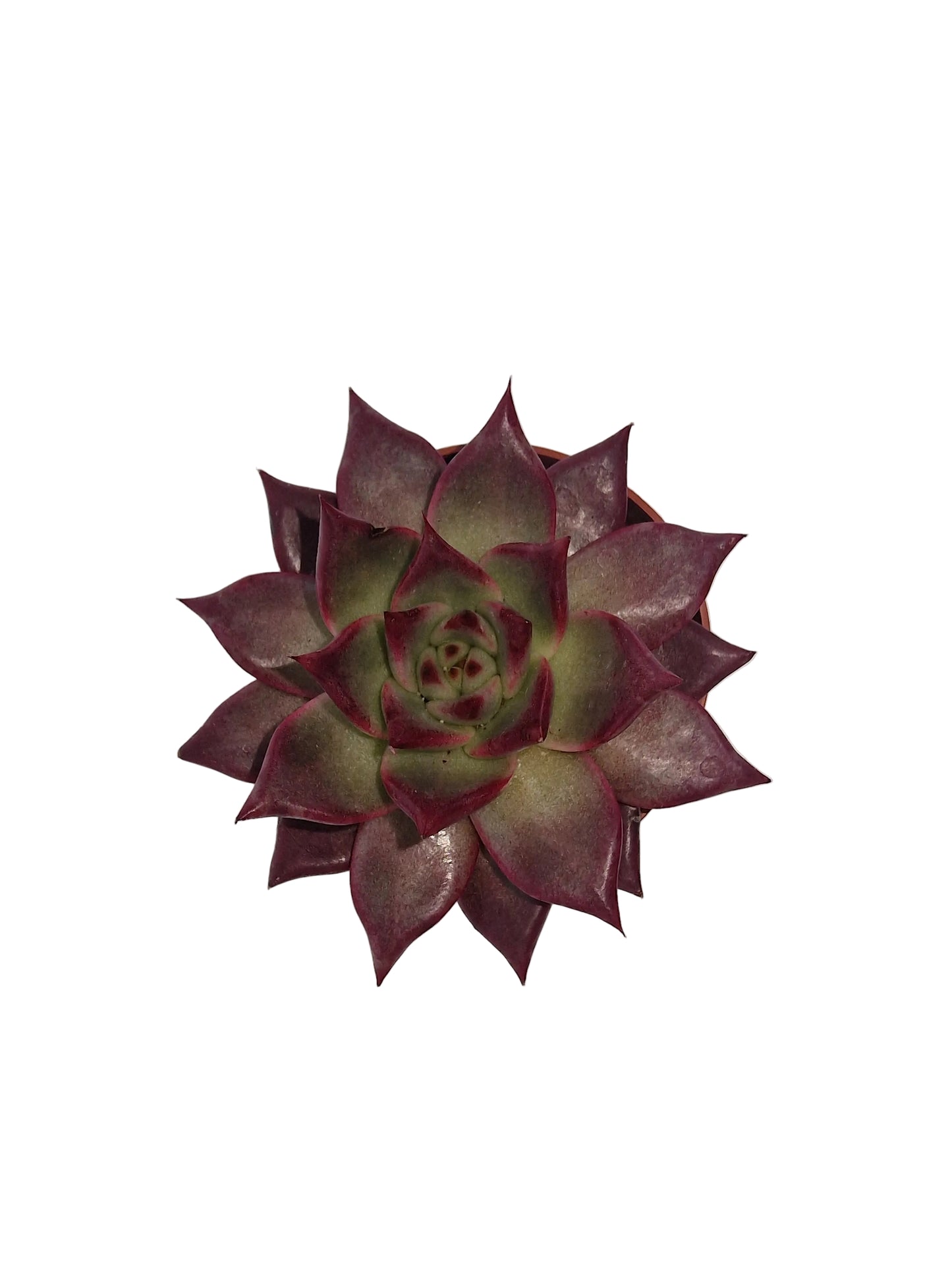 Echeveria agavoides `Atlas´