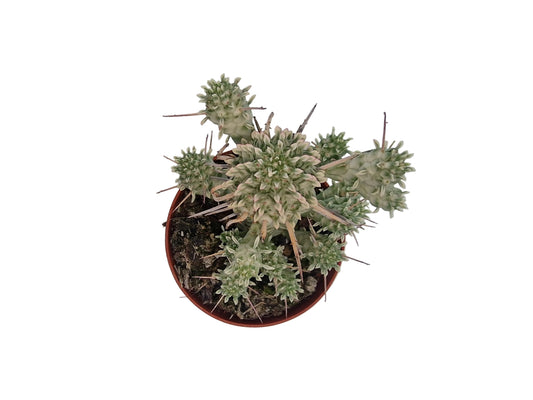 Euphorbia mammillaris variegata