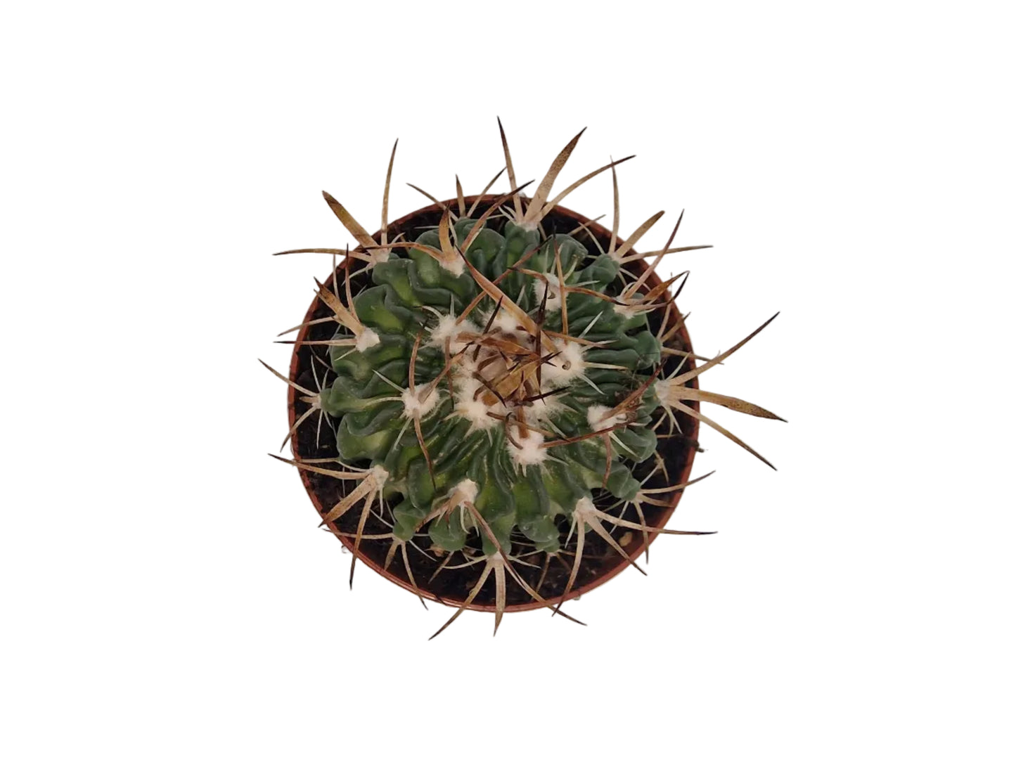 Echinofossulocactus multicostatus