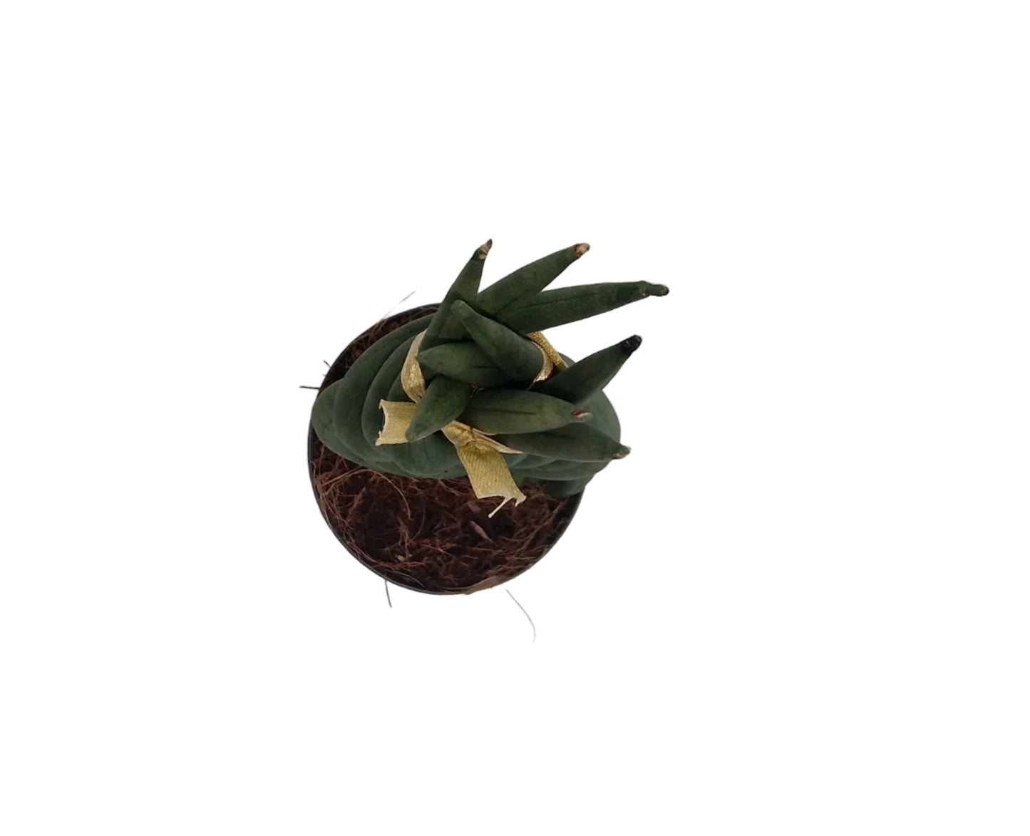 Sansevieria cylindrica `Twister´
