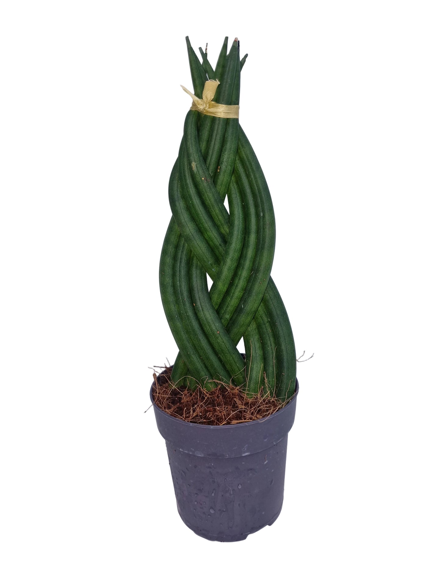 Sansevieria cylindrica `Twister´