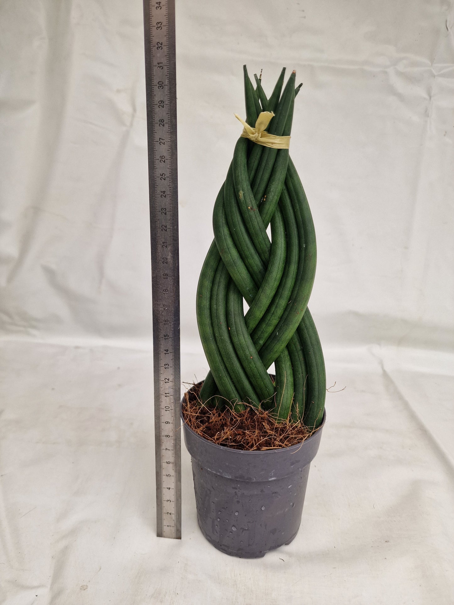 Sansevieria cylindrica `Twister´