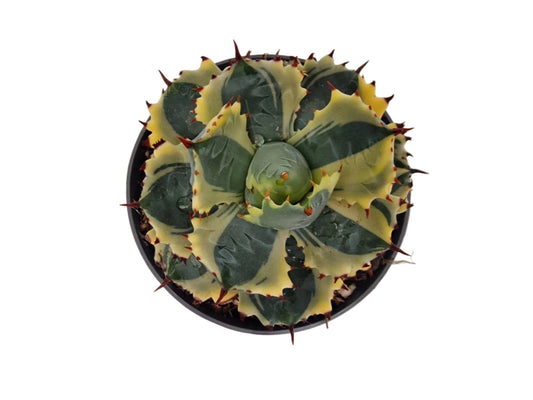 Agave potatorum variegata