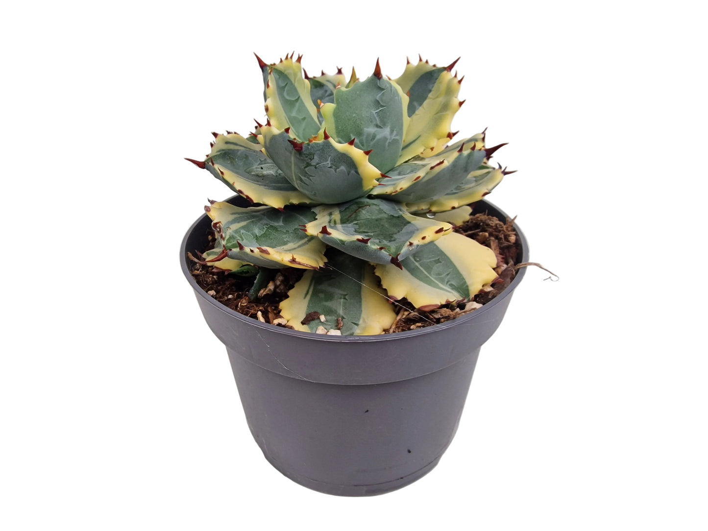 Agave potatorum variegata