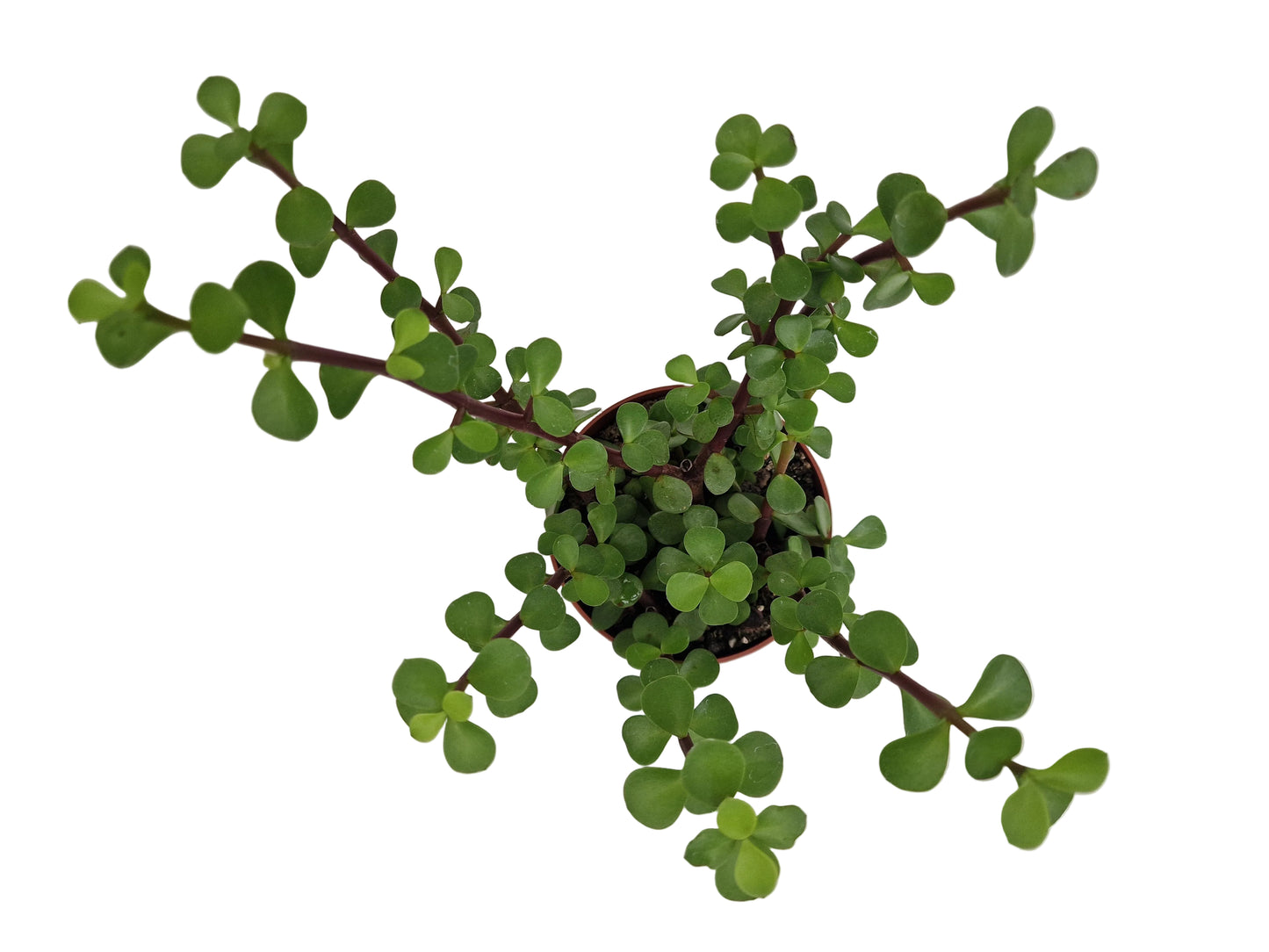 Portulacaria afra ‘Variegata‘