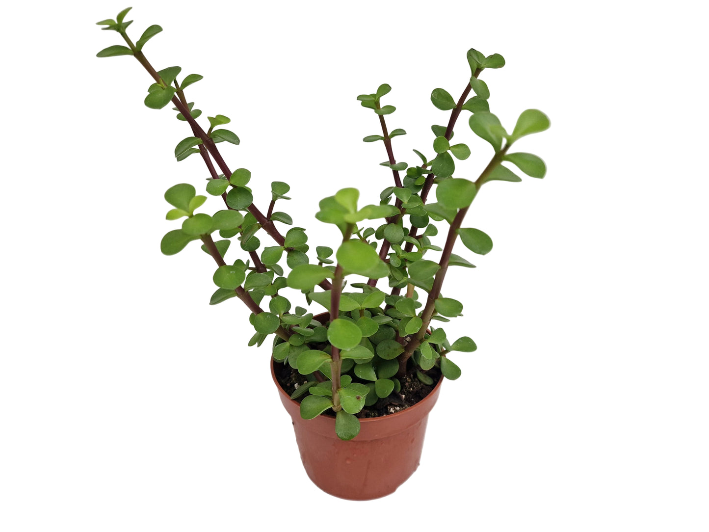 Portulacaria afra ‘Variegata‘
