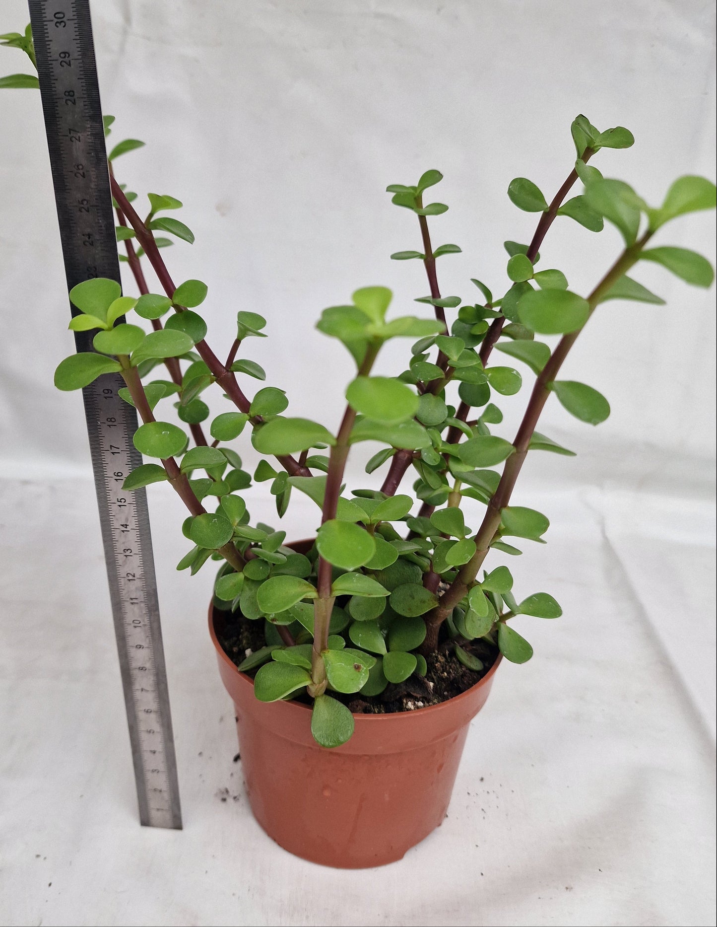 Portulacaria afra ‘Variegata‘