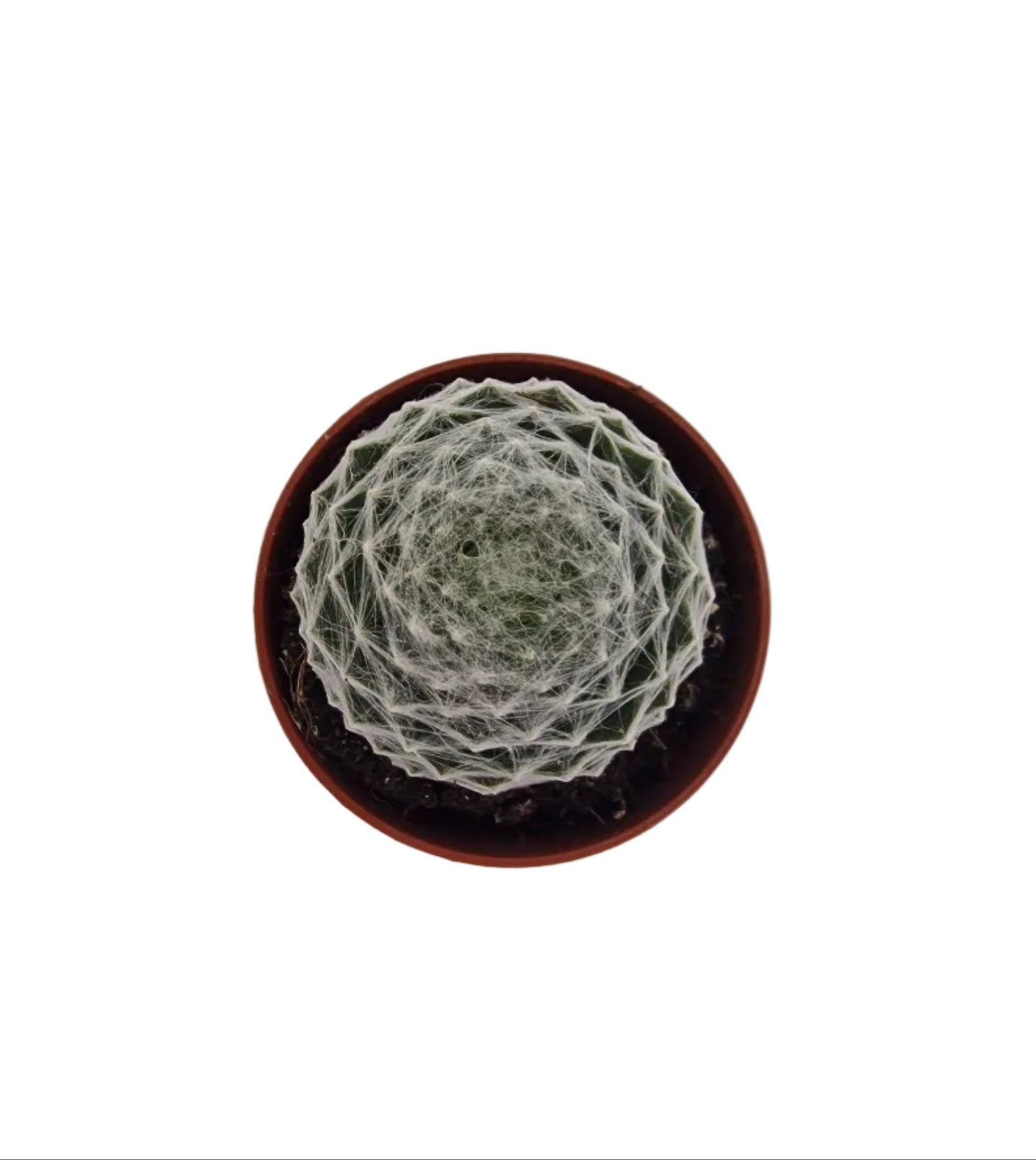Sempervivum arachnoideum