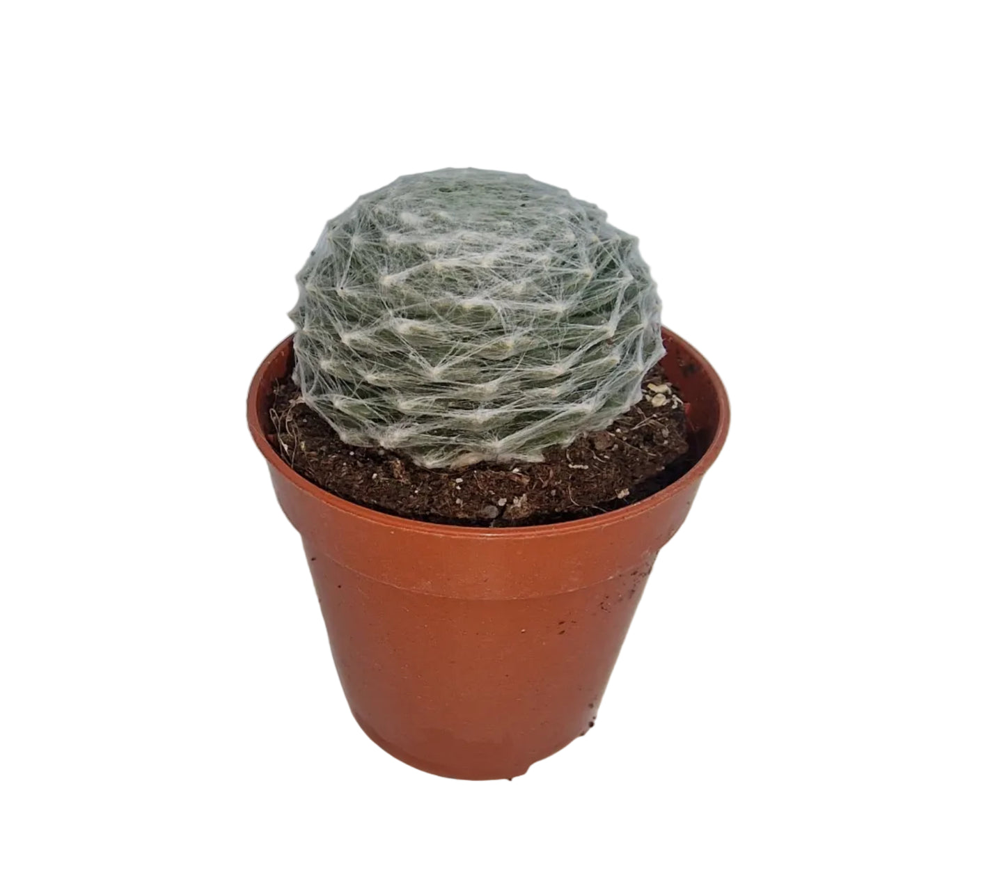 Sempervivum arachnoideum