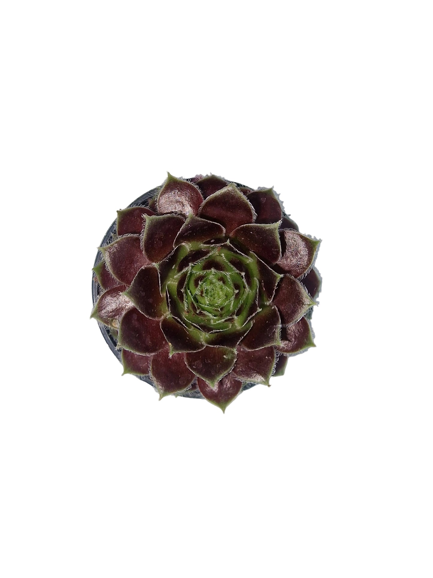 Sempervivum noir frost hybride
