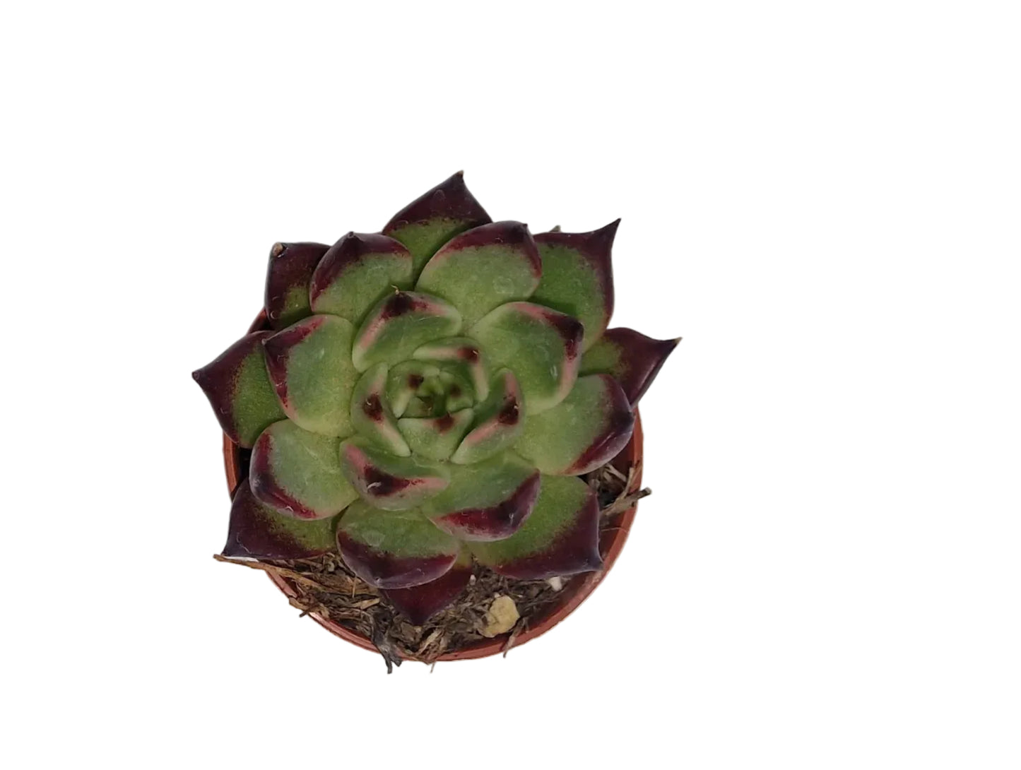 Echeveria ebony hybride
