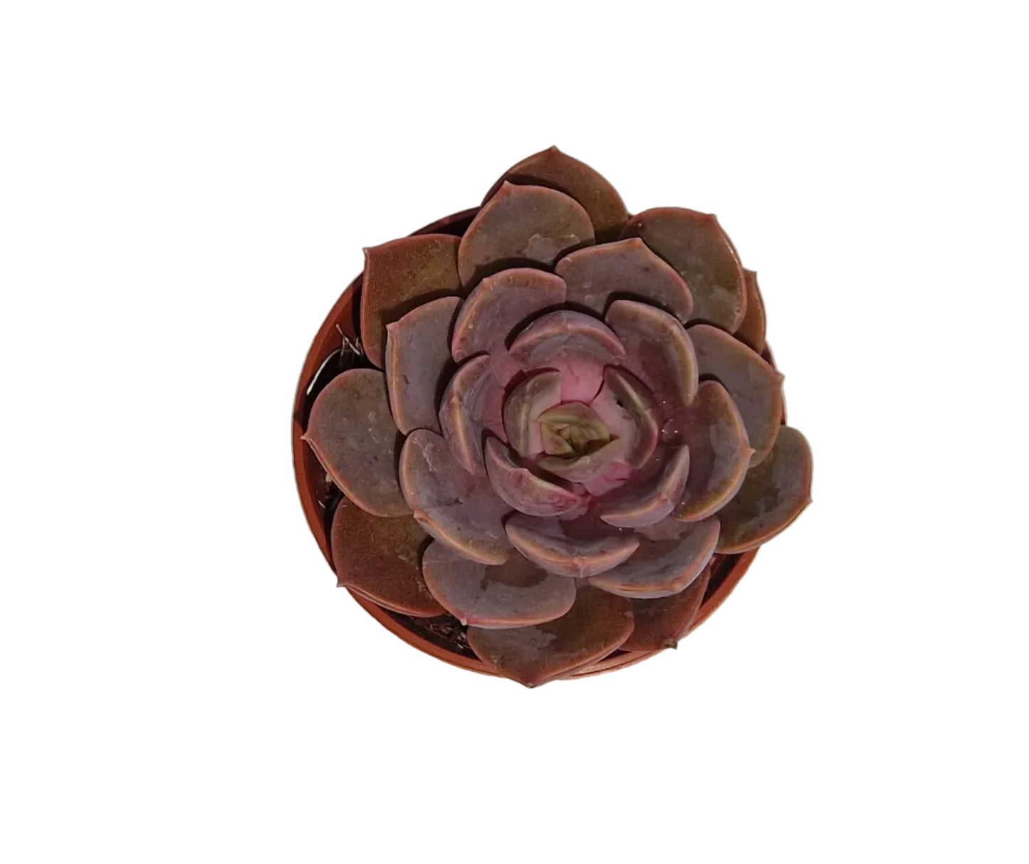 Echeveria mina Hybride