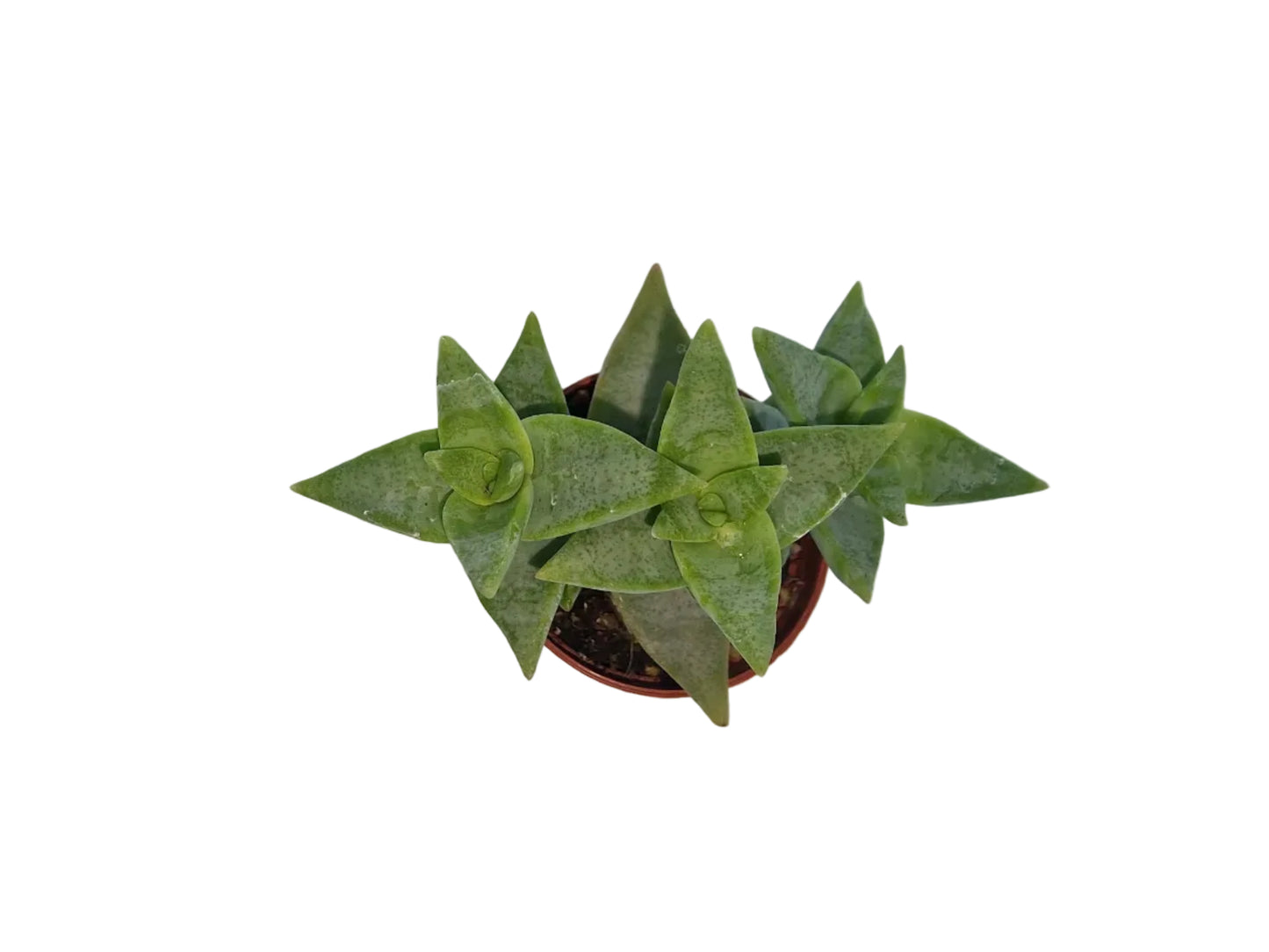 Crassula perforata pagoda