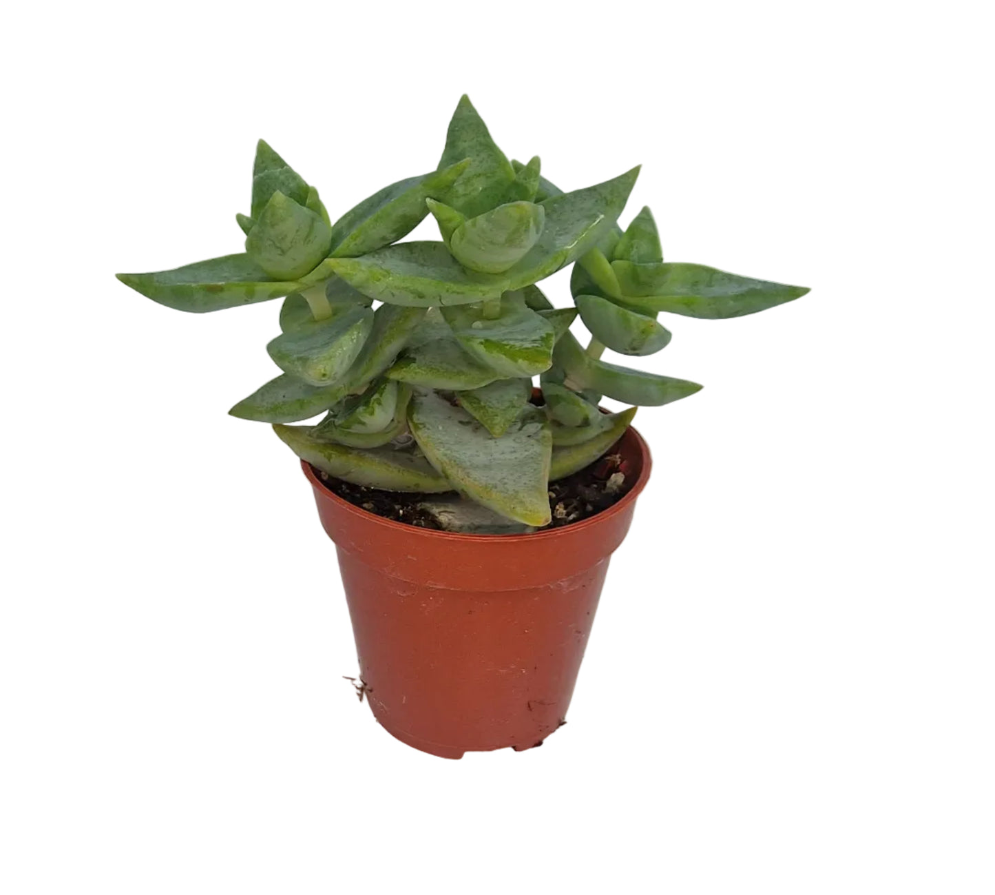 Crassula perforata pagoda