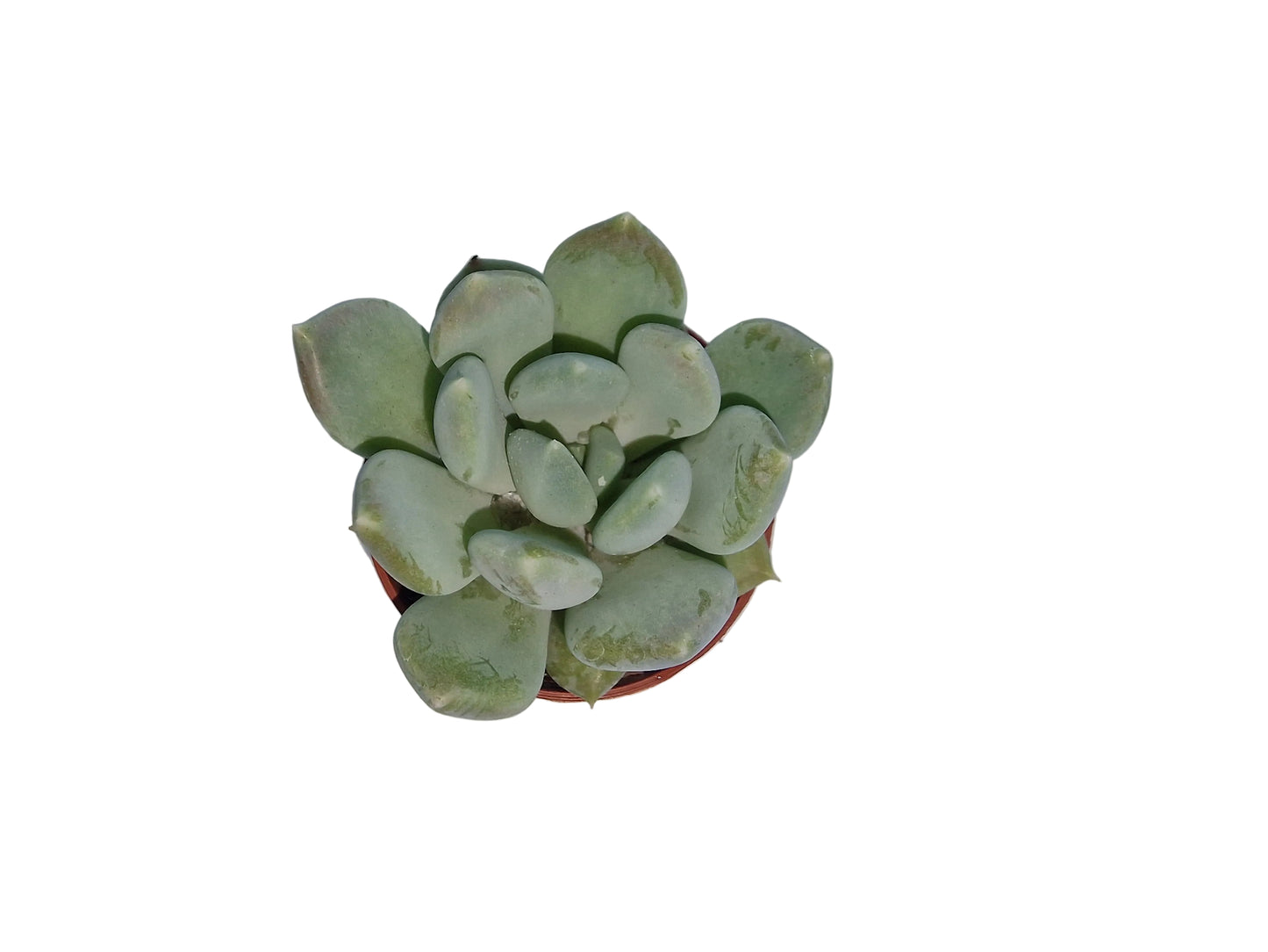 Pachyveria corvus