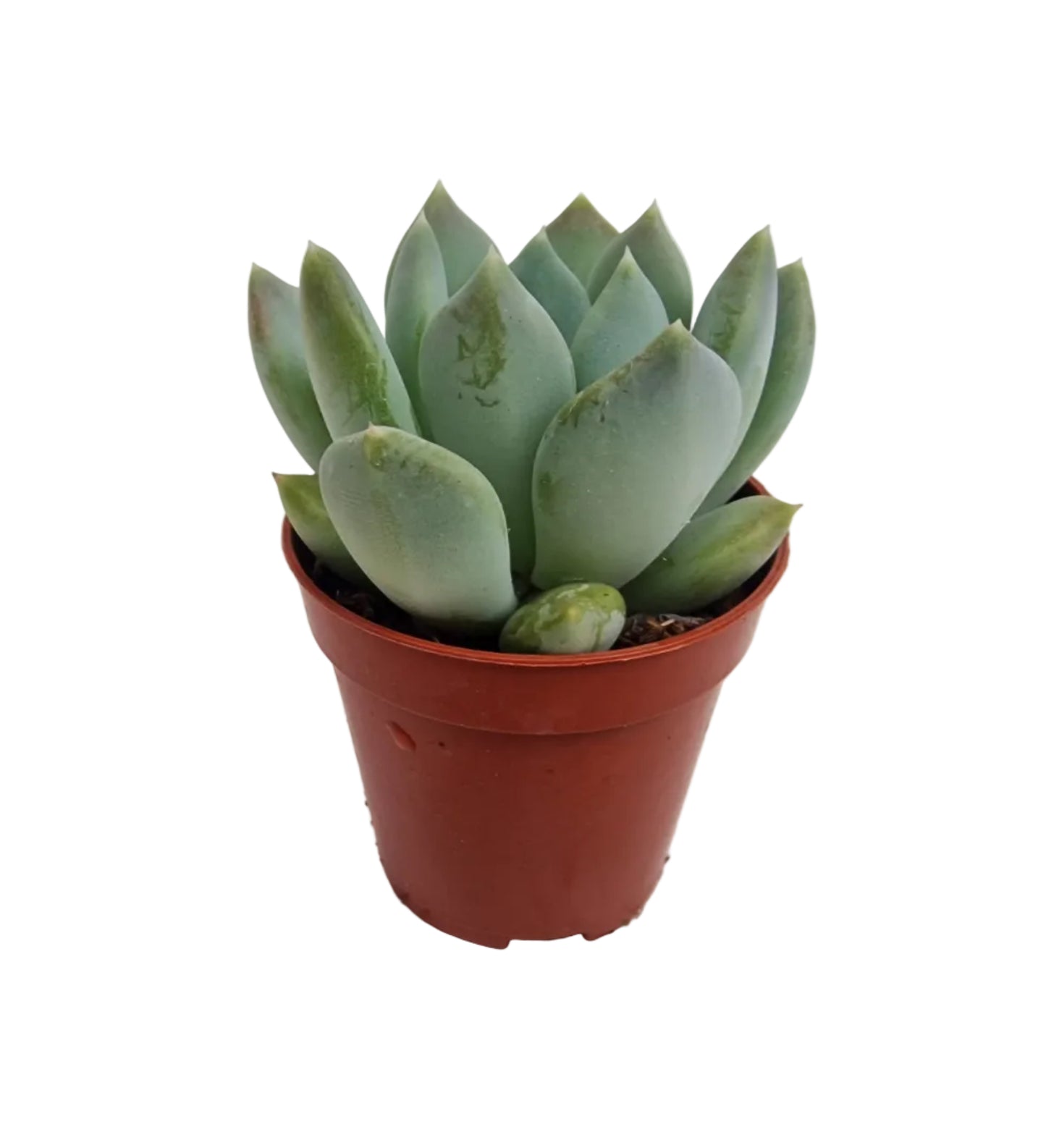 Pachyveria corvus