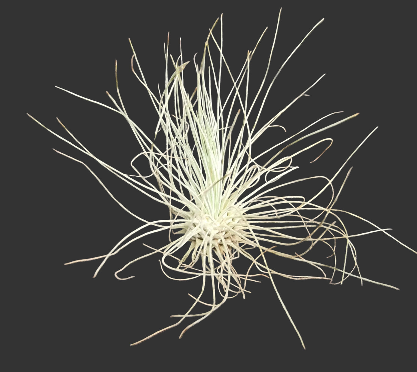 Tillandsia filifolia