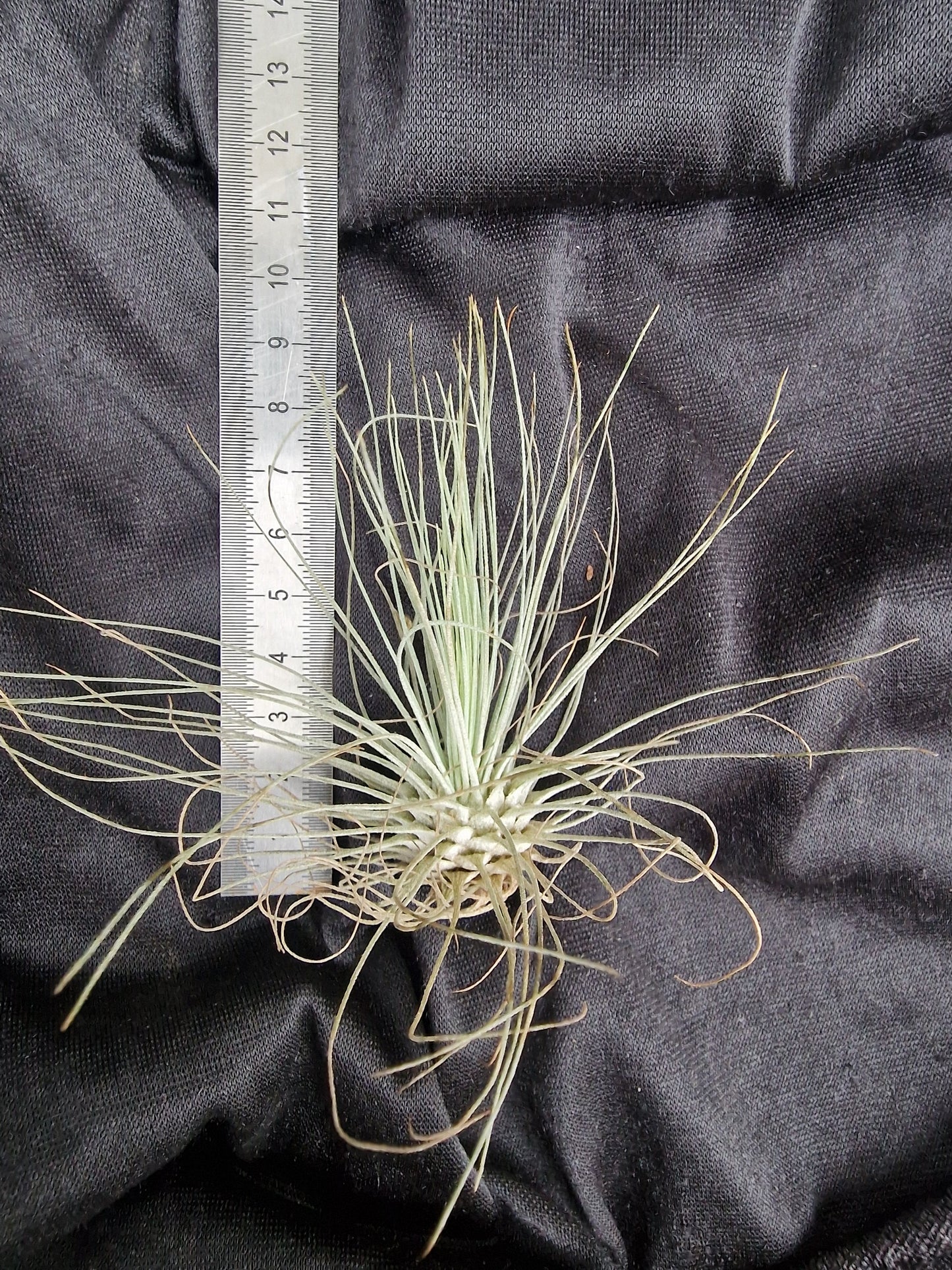 Tillandsia filifolia